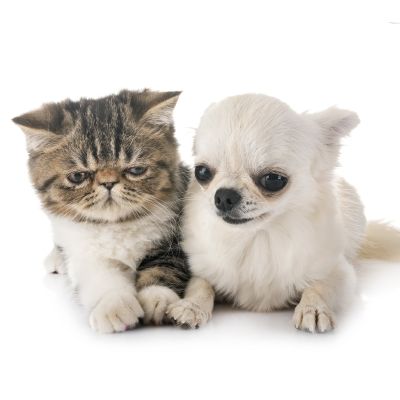 Présentation powerpoint Affinity petcare